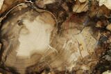 Petrified Wood (Cherry) Slab - McDermitt, Oregon #166058-1